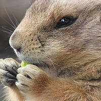 Buy canvas prints of Prairie Dog's lunch by Stephanie Veronique