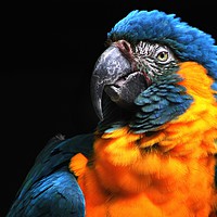 Buy canvas prints of Blue-throated macaw by Stephanie Veronique