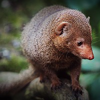 Buy canvas prints of Dwarf Mongoose  by Stephanie Veronique