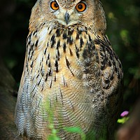 Buy canvas prints of Bubo bubo by Stephanie Veronique