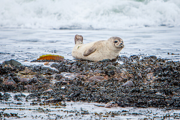 Grey Seal Pup on a Scottish Beach Picture Board by John Frid