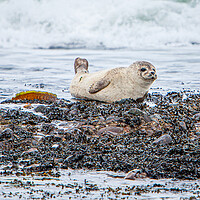 Buy canvas prints of Grey Seal Pup on a Scottish Beach by John Frid