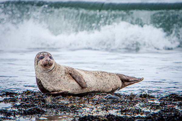 Grey Seal Pup and breaking wave Picture Board by John Frid