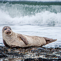 Buy canvas prints of Grey Seal Pup and breaking wave by John Frid