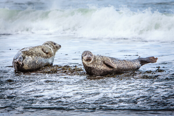 Grey Seals on a Rocky Beach Picture Board by John Frid