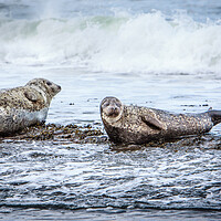 Buy canvas prints of Grey Seals on a Rocky Beach by John Frid