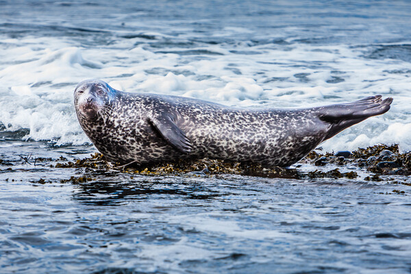 Grey Seal Basking in Scottish Coastal Wav Picture Board by John Frid