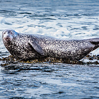 Buy canvas prints of Grey Seal Basking in Scottish Coastal Wav by John Frid