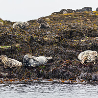 Buy canvas prints of Grey Seal Colony by John Frid