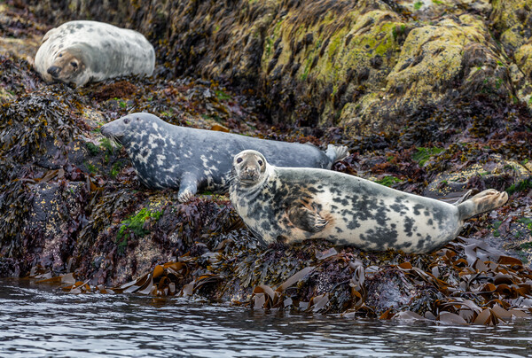 Grey Seals of Skye Picture Board by John Frid