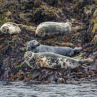 Buy canvas prints of Grey Seals Basking by John Frid