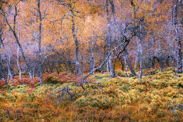 Silver Birch Trees in the Scottish Highlands Picture Board by John Frid