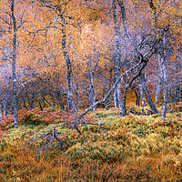 Buy canvas prints of Silver Birch Trees in the Scottish Highlands by John Frid