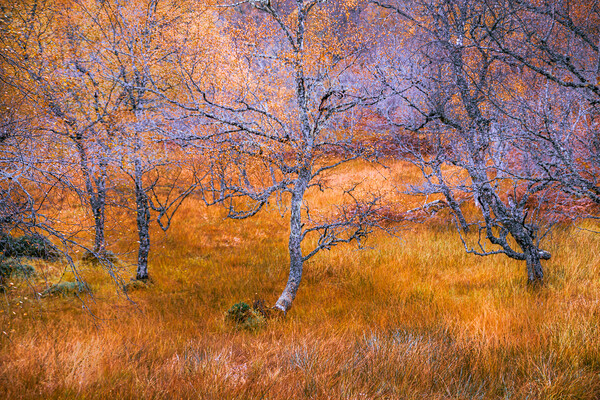 Silver Birch in Autumn Picture Board by John Frid