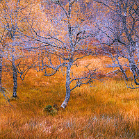 Buy canvas prints of Silver Birch in Autumn by John Frid