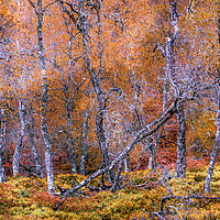 Buy canvas prints of Fallen Silver Birch Tree by John Frid