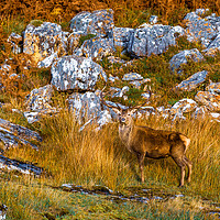 Buy canvas prints of Highland Red Deer Stag by John Frid