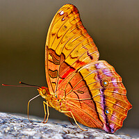 Buy canvas prints of Cruiser Butterfly (vindula arsinoe) by John Frid