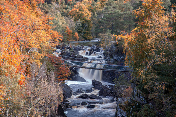 Rogie Falls in Autumn Picture Board by John Frid