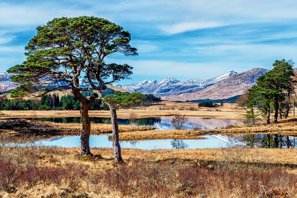 Trees at Loch Tulla Picture Board by John Frid