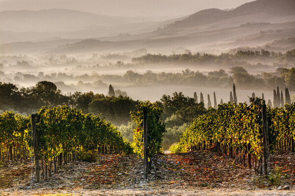 Misty Montepulciano Vineyard Picture Board by John Frid