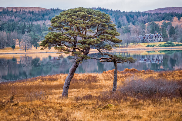 Loch Tulla - Two Trees Picture Board by John Frid
