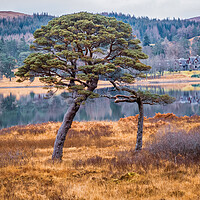 Buy canvas prints of Loch Tulla - Two Trees by John Frid
