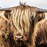 Buy canvas prints of Highland Cow by John Frid