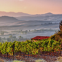 Buy canvas prints of Montepulciano Vineyard at Sunrise by John Frid
