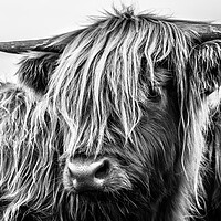 Buy canvas prints of Highland Cow by John Frid