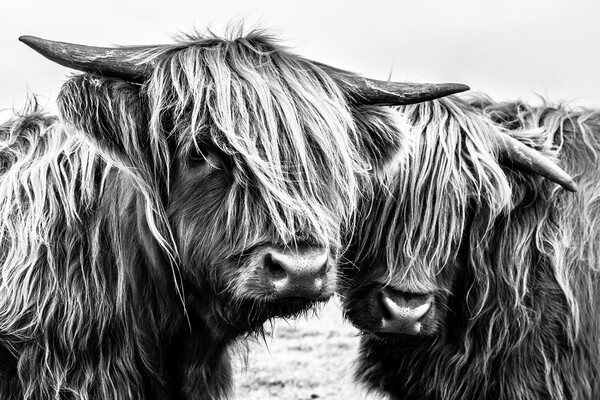 Highland Cows Picture Board by John Frid