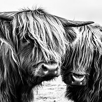 Buy canvas prints of Highland Cows by John Frid