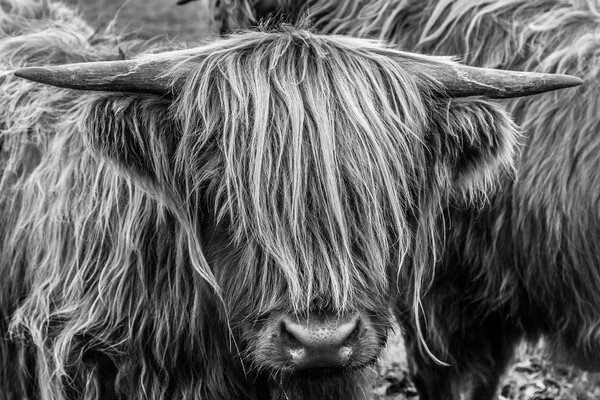 Highland Cow Picture Board by John Frid
