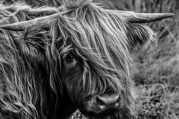 Highland Cow Picture Board by John Frid
