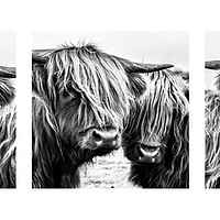 Buy canvas prints of Highland Cows Triptych by John Frid