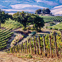 Buy canvas prints of Tuscan Vineyard by John Frid