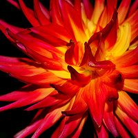 Buy canvas prints of Fire Flower by Laura Benstead