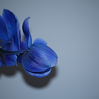 Buy canvas prints of Blue Orchid by Marcus English