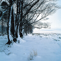 Buy canvas prints of Dartmoor, Cator Common,  Trees in Snow by Paul F Prestidge