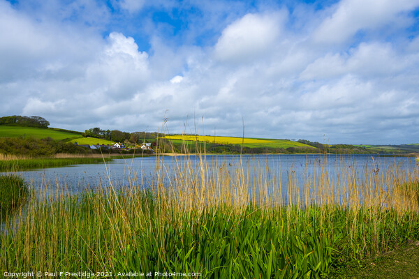 Golden Reeds Dance in Freshwater Oasis Picture Board by Paul F Prestidge