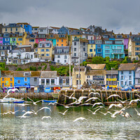 Buy canvas prints of Majestic Seagulls Grace Brixham Harbour by Paul F Prestidge