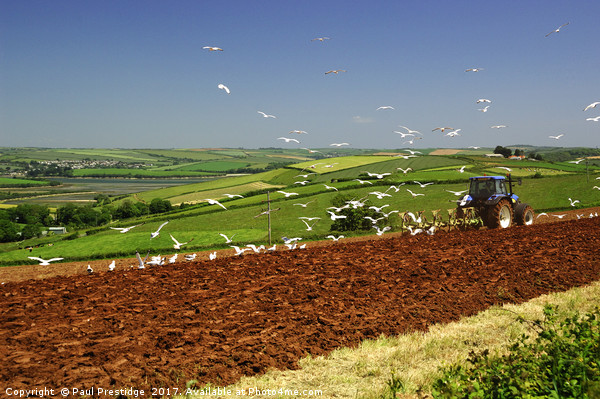 Tractor Ploughing Followed By Seagulls, Near Salco Picture Board by Paul F Prestidge