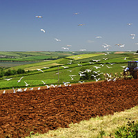 Buy canvas prints of Tractor Ploughing Followed By Seagulls, Near Salco by Paul F Prestidge