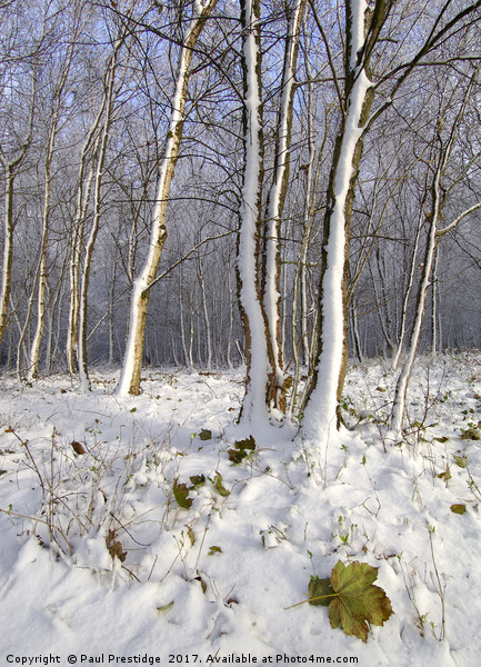 Early Snow in Woods Near Gittisham, Devon Picture Board by Paul F Prestidge