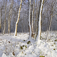 Buy canvas prints of Early Snow in Woods Near Gittisham, Devon by Paul F Prestidge