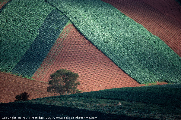 Field Pattern Landscape, Devon Picture Board by Paul F Prestidge