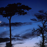 Buy canvas prints of Moon and Trees in Winter by Paul F Prestidge