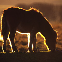 Buy canvas prints of Backlit Dartmoor Pony by Paul F Prestidge