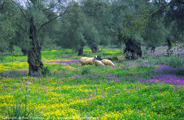 Lefkas, Greece Olive Groves and Sheep Picture Board by Paul F Prestidge