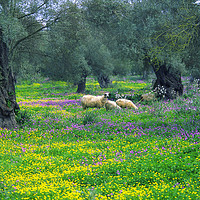 Buy canvas prints of Lefkas, Greece Olive Groves and Sheep by Paul F Prestidge